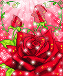 pic for Red Rose  